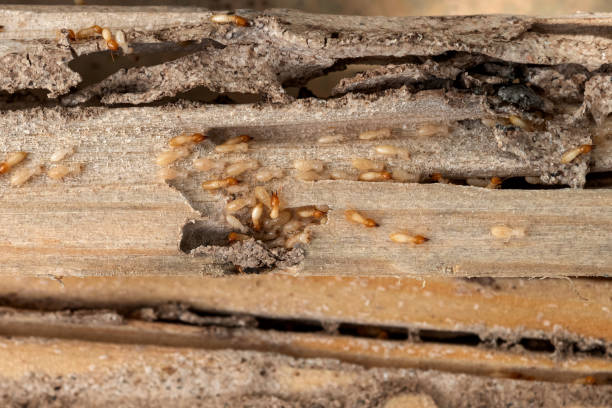 Best Cockroach Control Services  in Flushing, MI